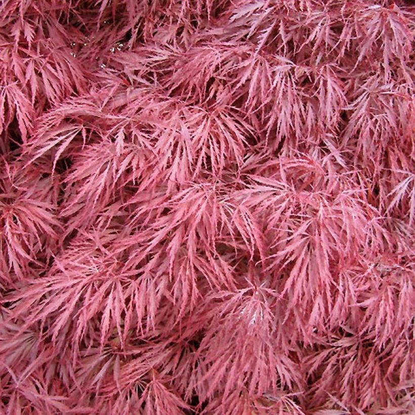 Acer palmatum Dissectum Atropurpureum - Japanese Maple (Foliage)