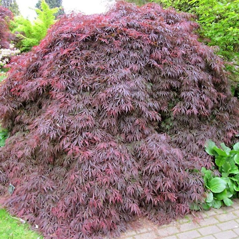 Acer palmatum Dissectum Atropurpureum - Japanese Maple (Plant habit)