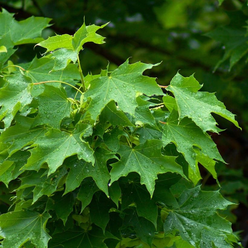 Acer platanoides - Maple (Foliage)
