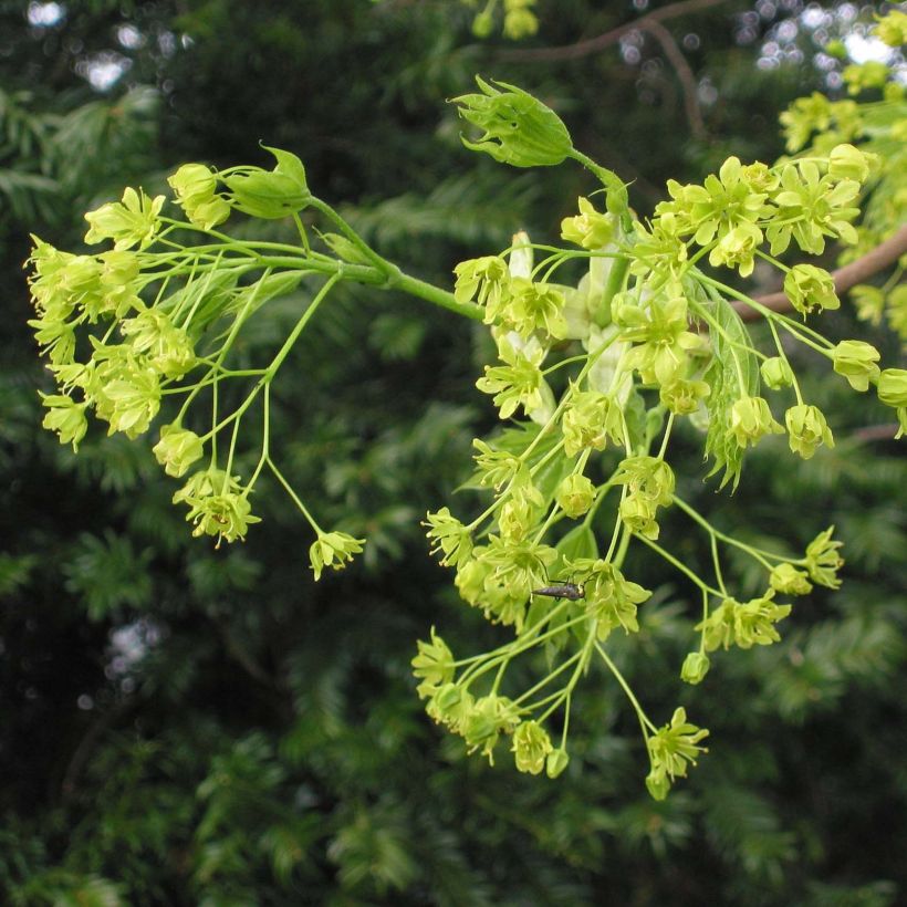 Acer platanoides - Maple (Flowering)