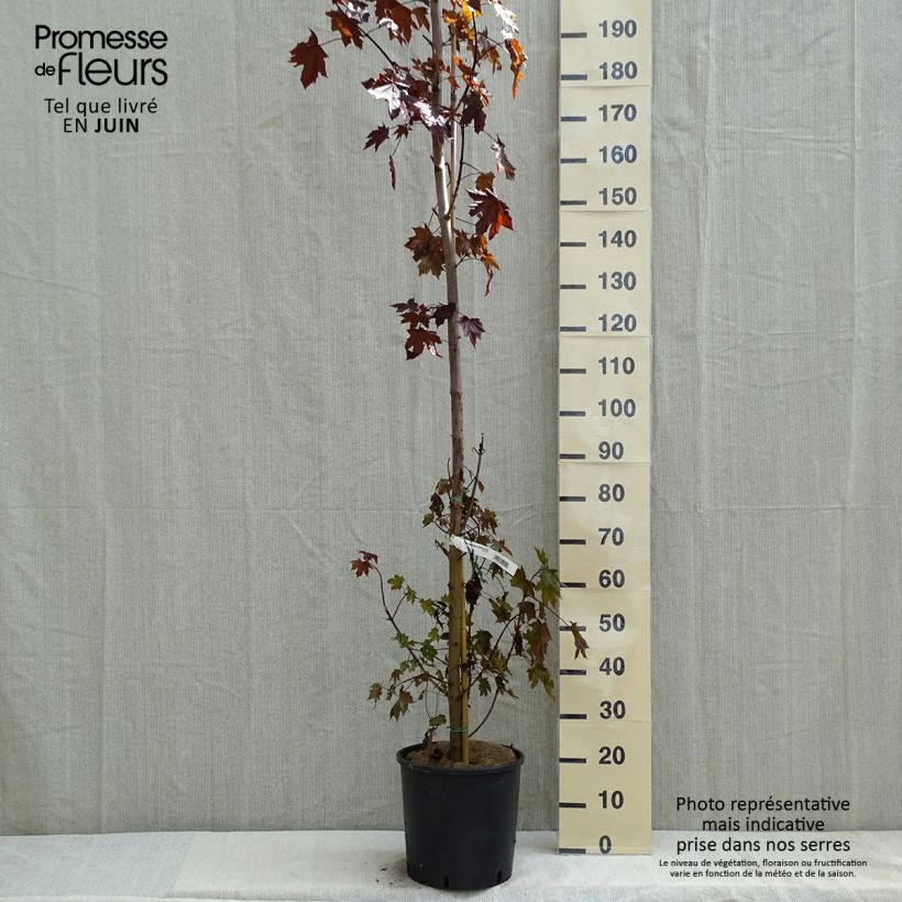 Acer platanoides Crimson Sentry - Maple sample as delivered in spring