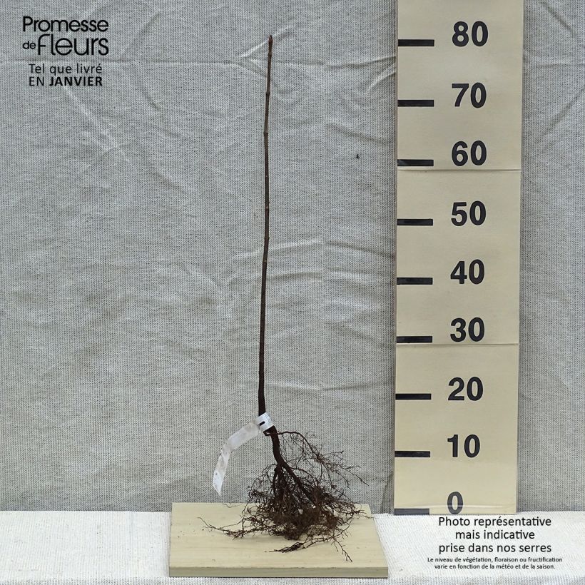 Acer platanoides - Maple Bare root sample as delivered in winter