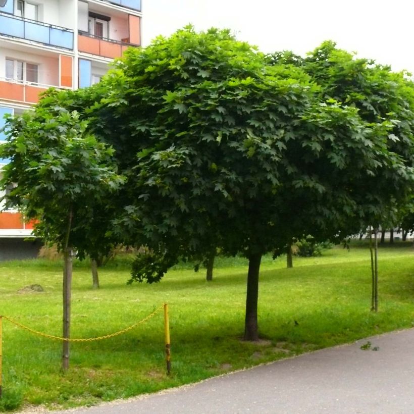 Acer platanoides Globosum - Maple (Plant habit)