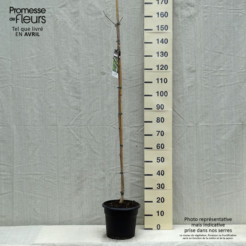 Acer platanoides - Maple sample as delivered in spring