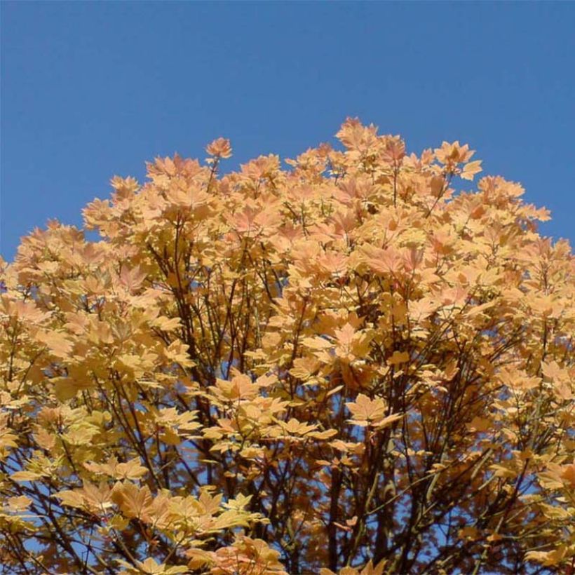 Acer pseudoplatanus Brilliantissimum - Maple (Plant habit)