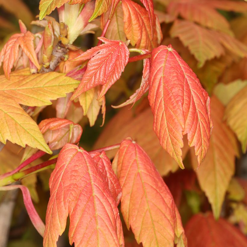 Acer pseudoplatanus Leat Cottage - Sycamore Maple (Foliage)
