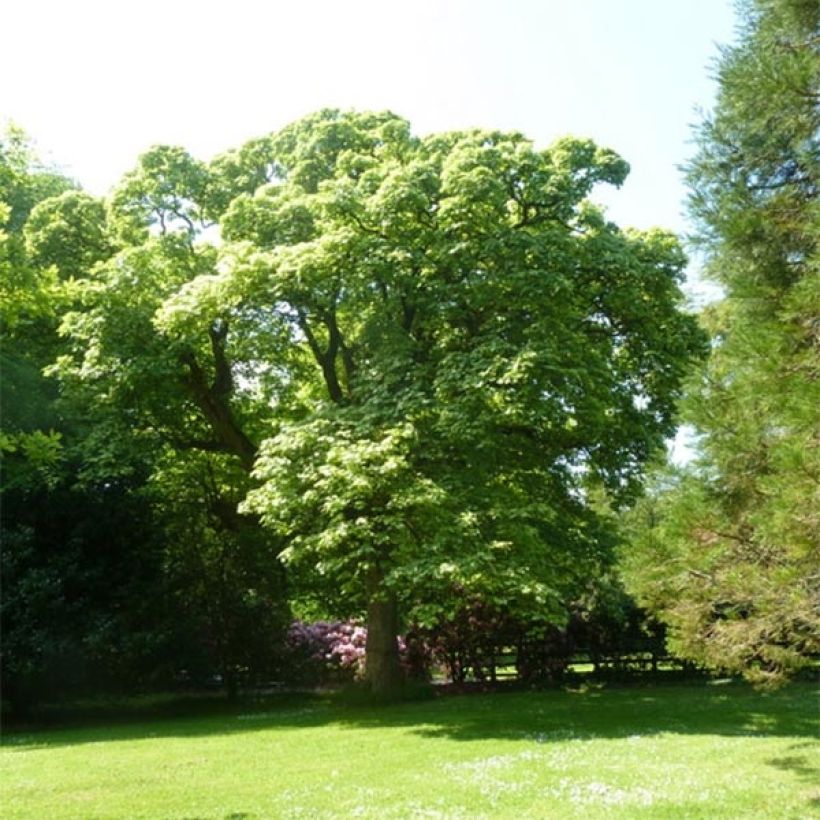 Acer pseudoplatanus Leopoldii - Maple (Plant habit)