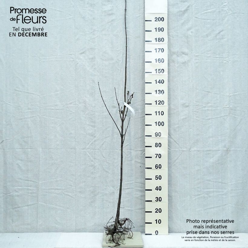Acer pseudoplatanus - Maple Bare root sample as delivered in winter