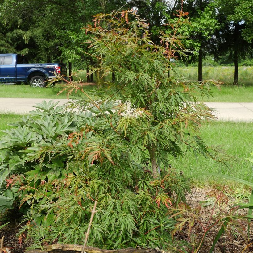Acer pseudosieboldianum Ice Dragon - Maple (Plant habit)