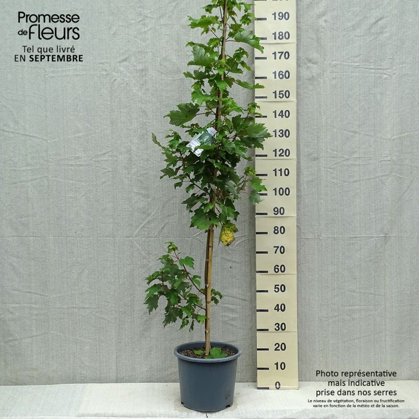 Acer rubrum Armstrong - Maple 7.5L/10L pot sample as delivered in autumn