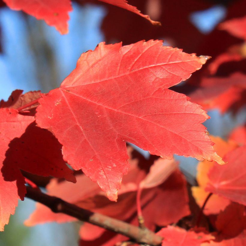 Acer rubrum Fairview Flame - Maple (Foliage)