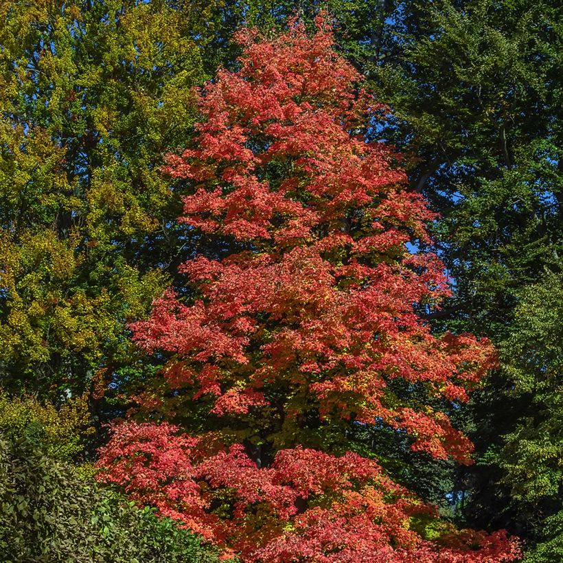 Acer rubrum Fairview Flame - Maple (Plant habit)