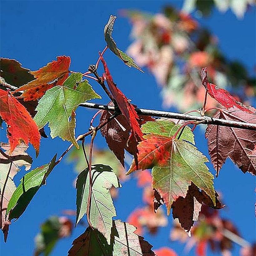 Acer rubrum Red Sunset - Maple (Foliage)