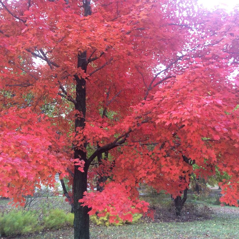 Acer rubrum Red Sunset - Maple (Plant habit)