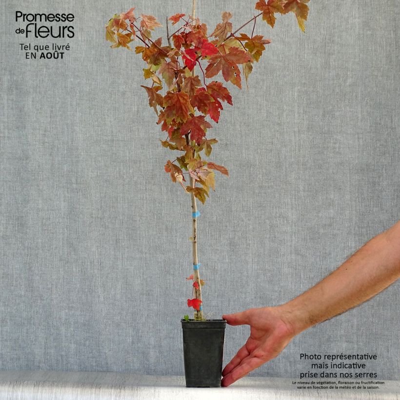 Acer rubrum Redpointe - Maple 1L/1.5L pot sample as delivered in summer