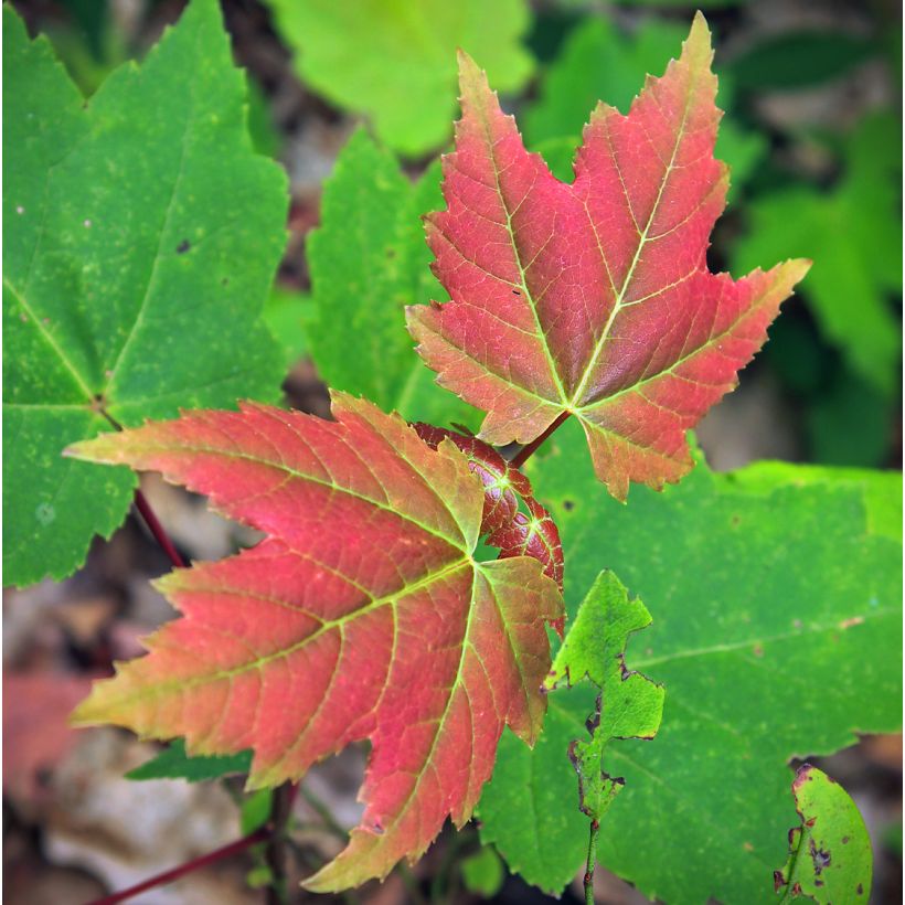 Acer rubrum Summer Red - Maple (Foliage)