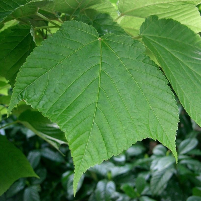 Acer rufinerve - Maple (Foliage)