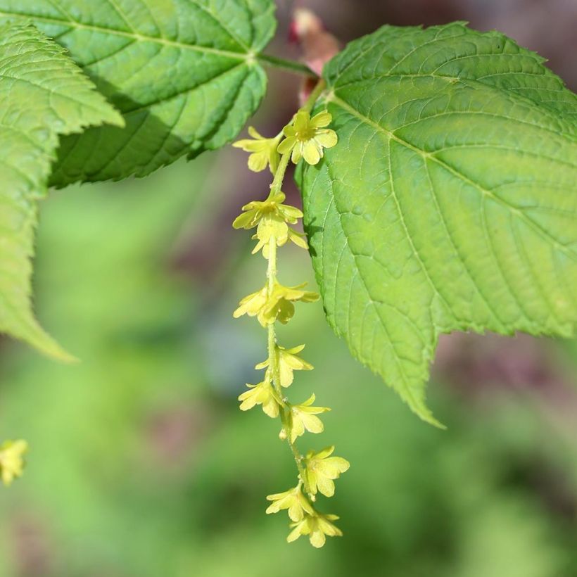 Acer rufinerve - Maple (Flowering)