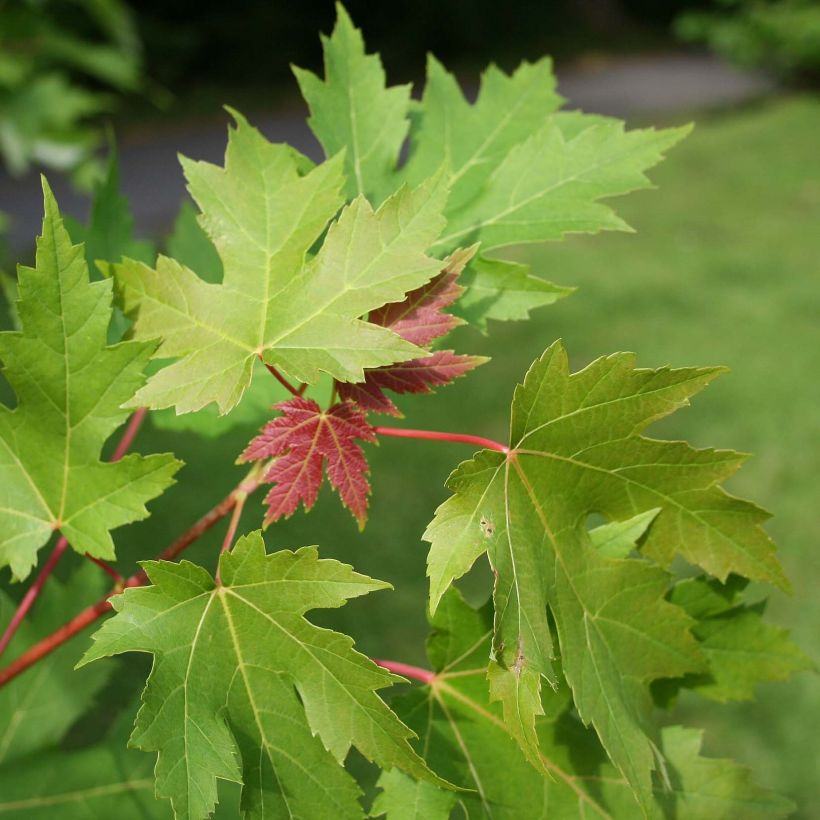 Acer saccharinum - Maple (Foliage)
