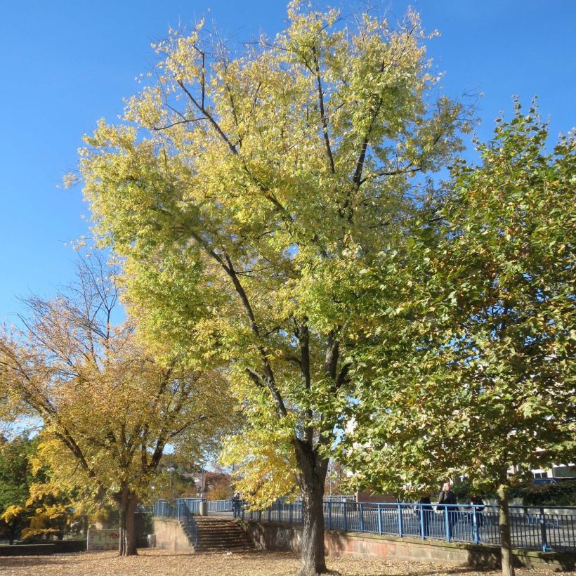 Acer saccharinum - Maple (Plant habit)