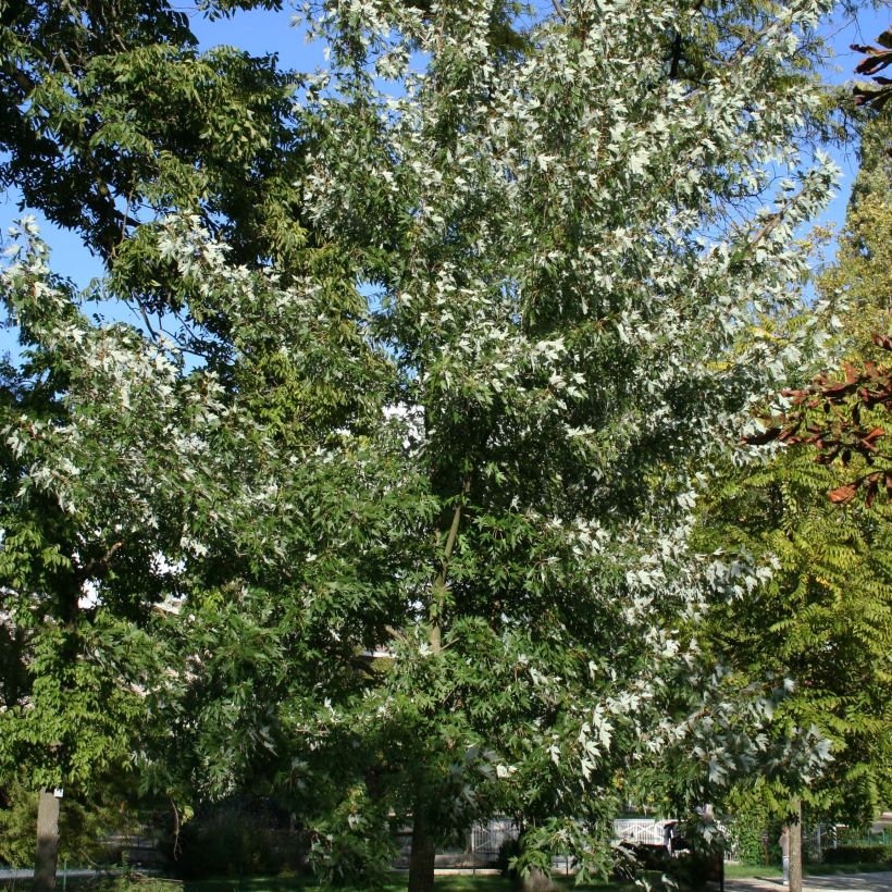 Acer saccharinum Laciniatum Wieri - Maple (Plant habit)
