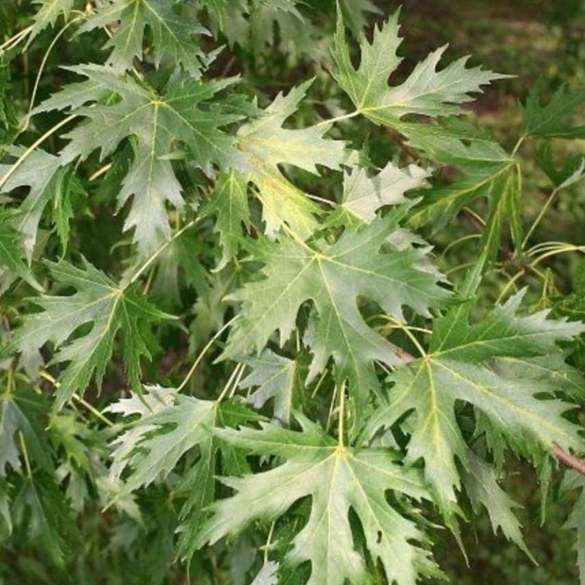 Acer saccharinum Pyramidale - Maple (Foliage)