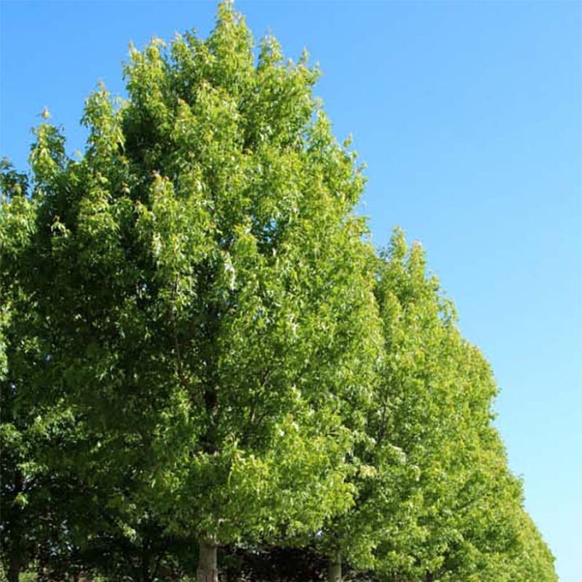 Acer saccharinum Pyramidale - Maple (Plant habit)