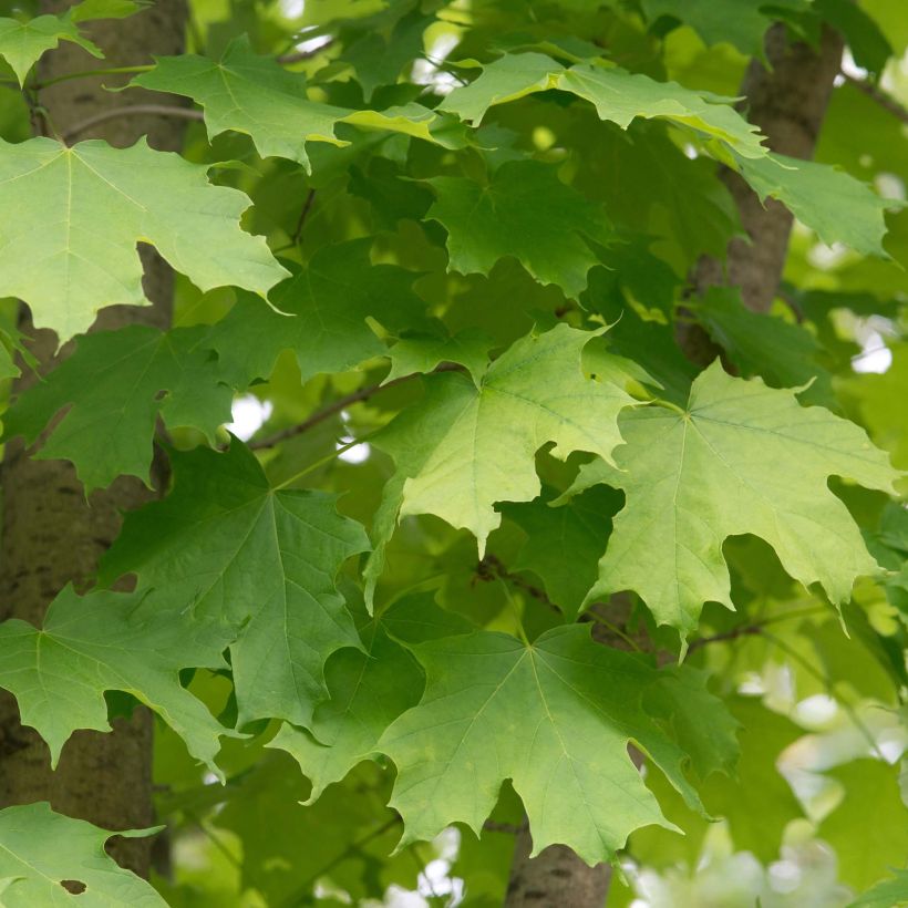 Acer saccharum - Maple (Foliage)