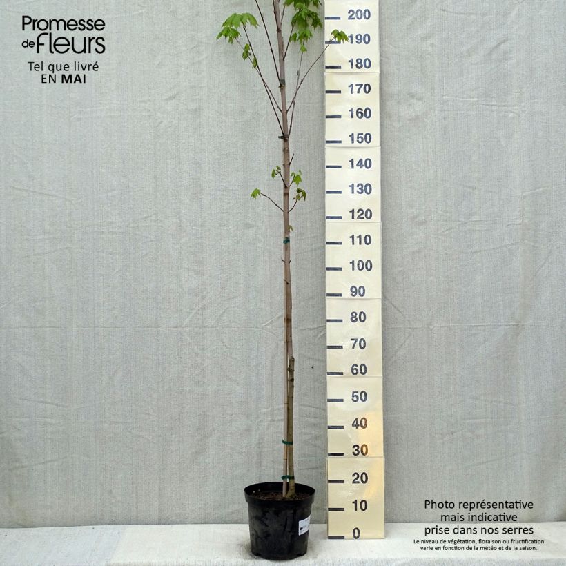 Acer saccharum - Maple 7.5L/10L pot sample as delivered in spring