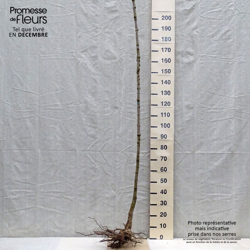 Acer saccharum - Maple Bare root sample as delivered in winter