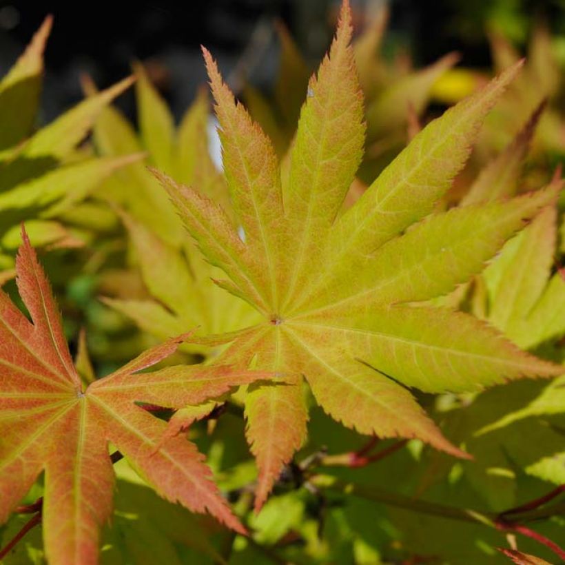 Acer shirasawanum Autumn moon - Japanese Maple (Foliage)