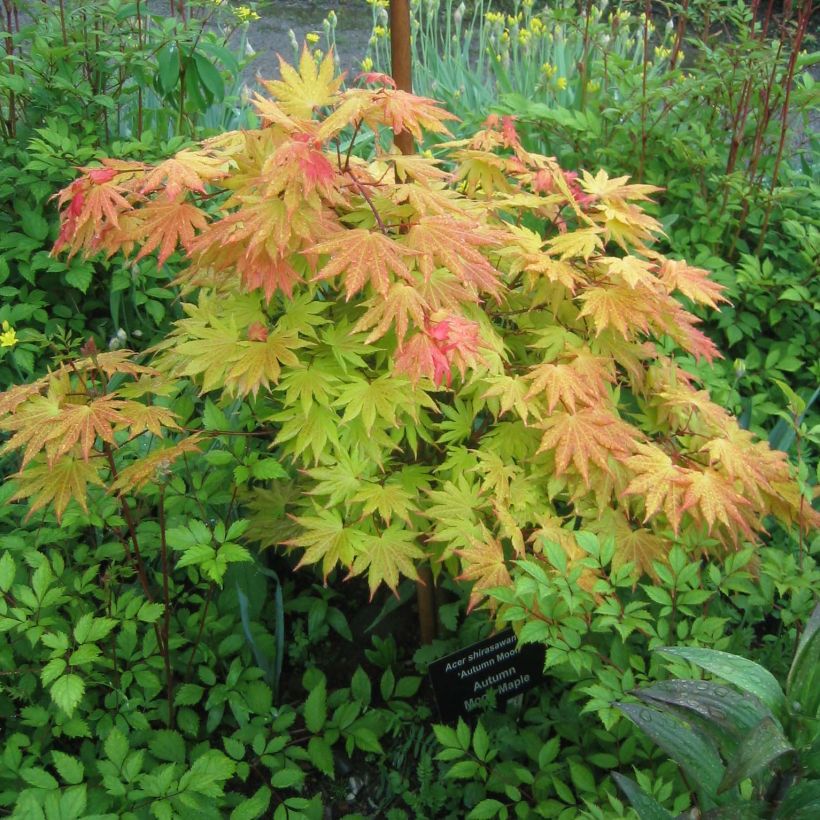 Acer shirasawanum Autumn moon - Japanese Maple (Plant habit)