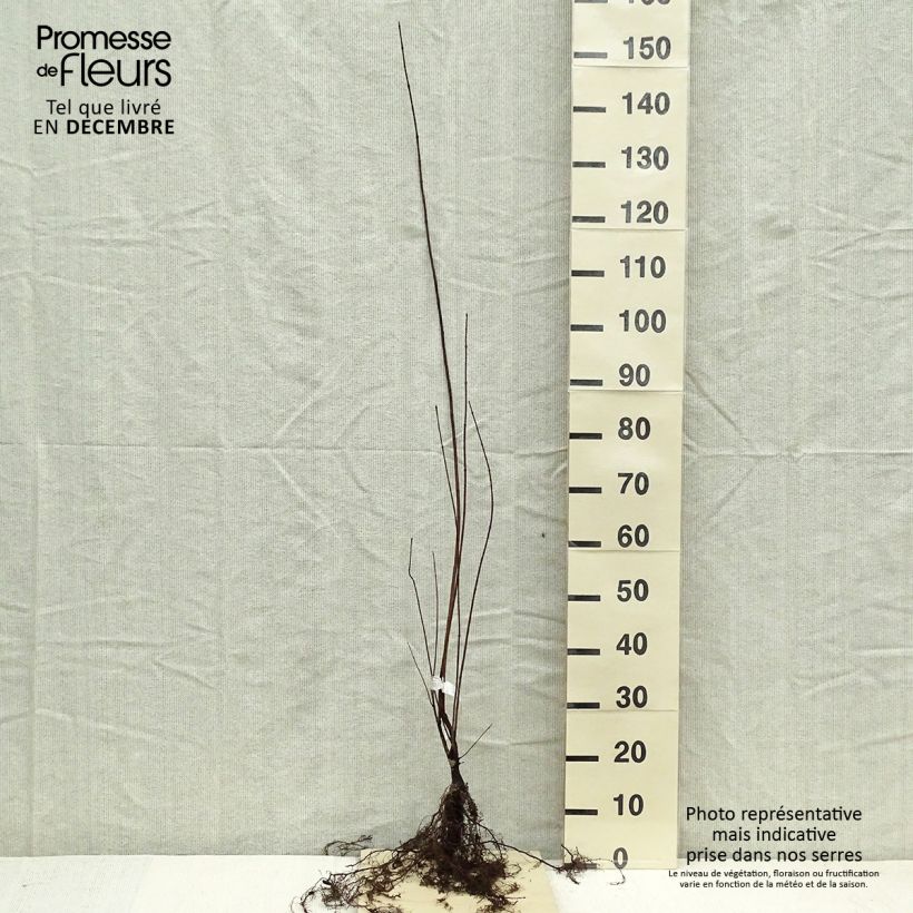 Acer tataricum subsp. ginnala - Maple Bare root sample as delivered in winter