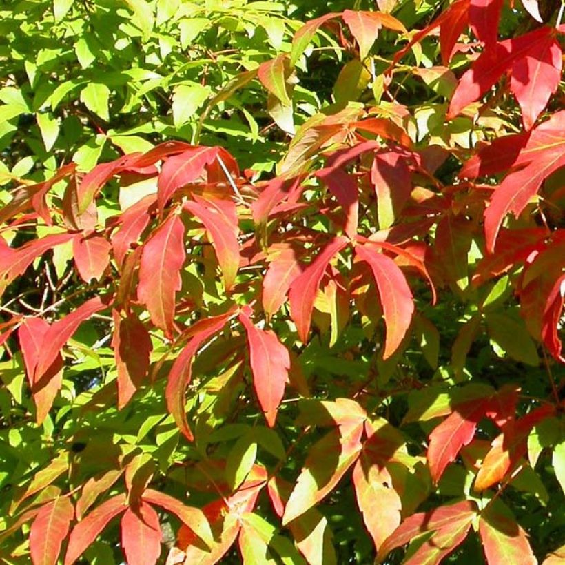 Acer triflorum - Maple (Foliage)