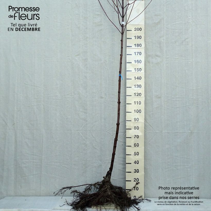 Acer freemanii Autumn Blaze - Maple Bare root sample as delivered in winter