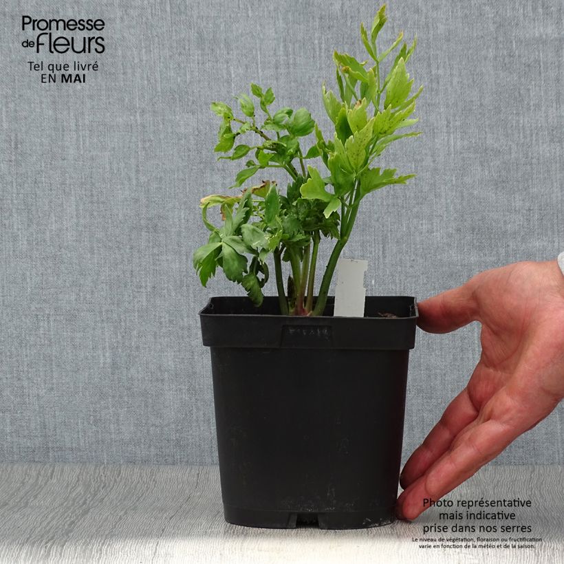 Levisticum officinale 2L/3L pot sample as delivered in spring