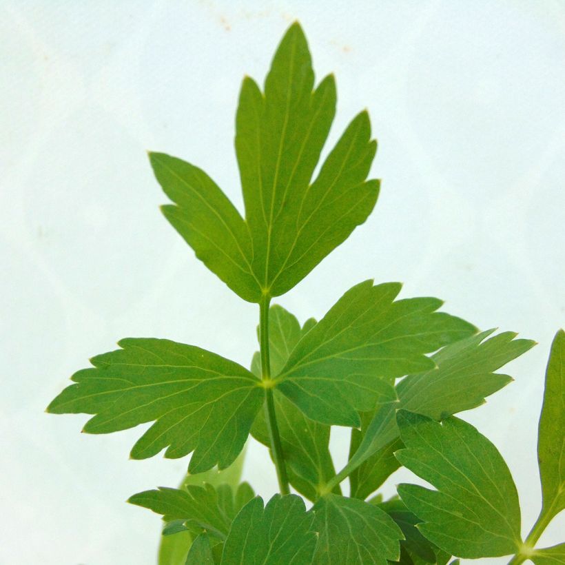Levisticum officinale (Foliage)