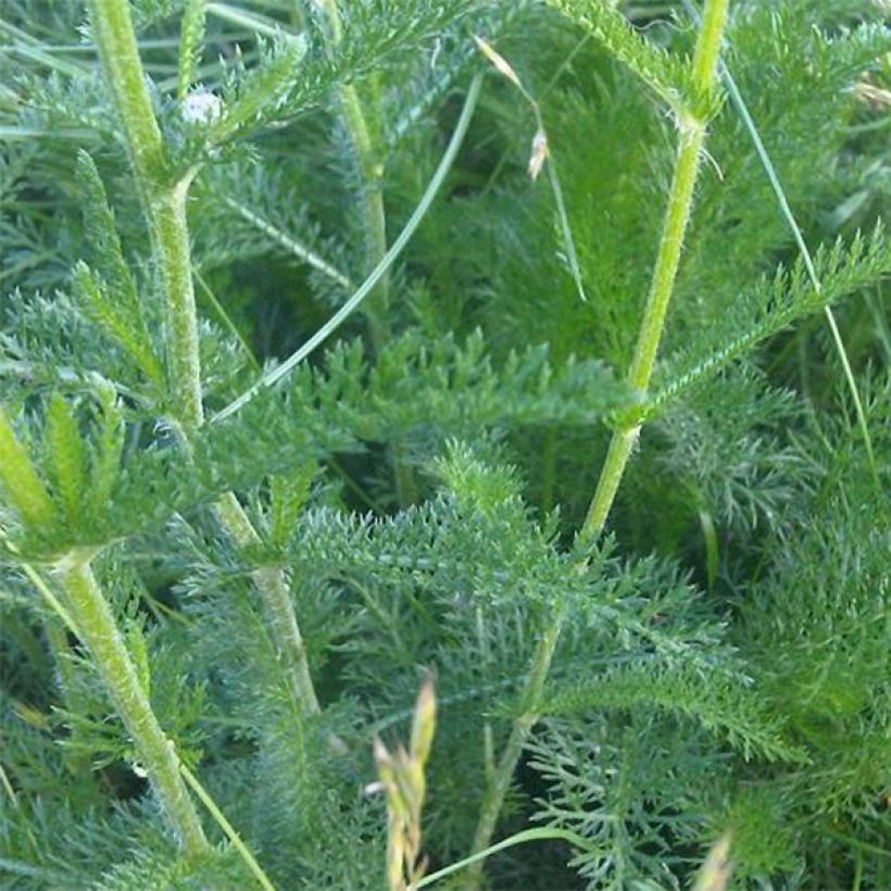 Achillea odorata (Foliage)