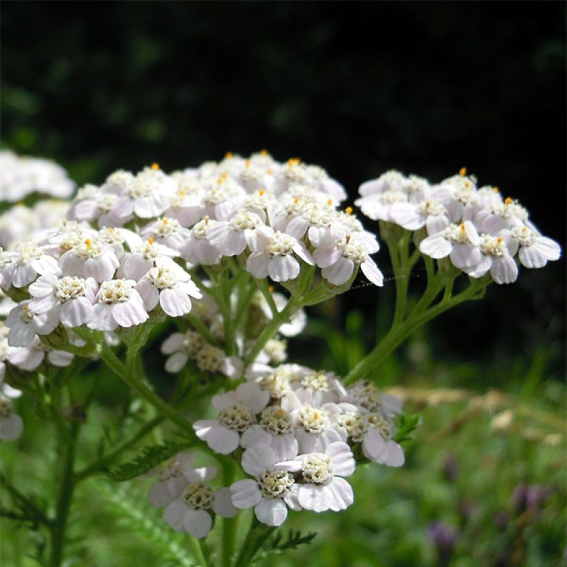 Achillea odorata (Flowering)