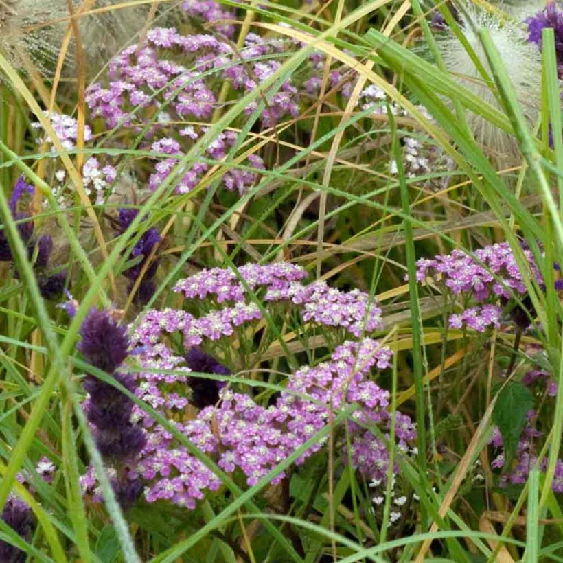 Achillea millefolium Chamois (Plant habit)