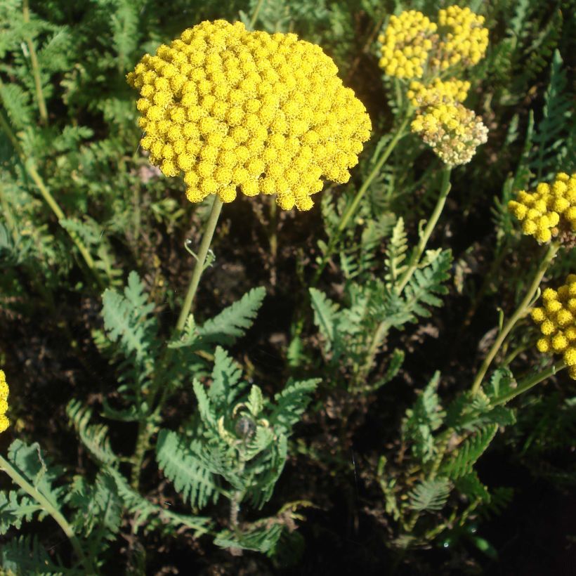 Achillea filipendulina Parkers Variety (Plant habit)