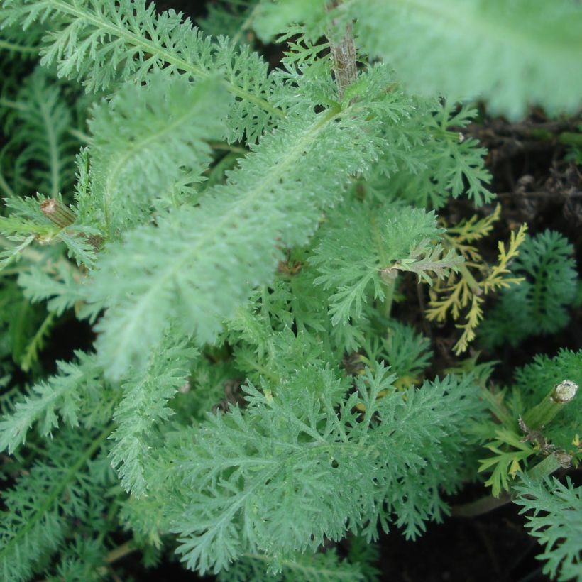 Achillea millefolium Red Velvet (Foliage)