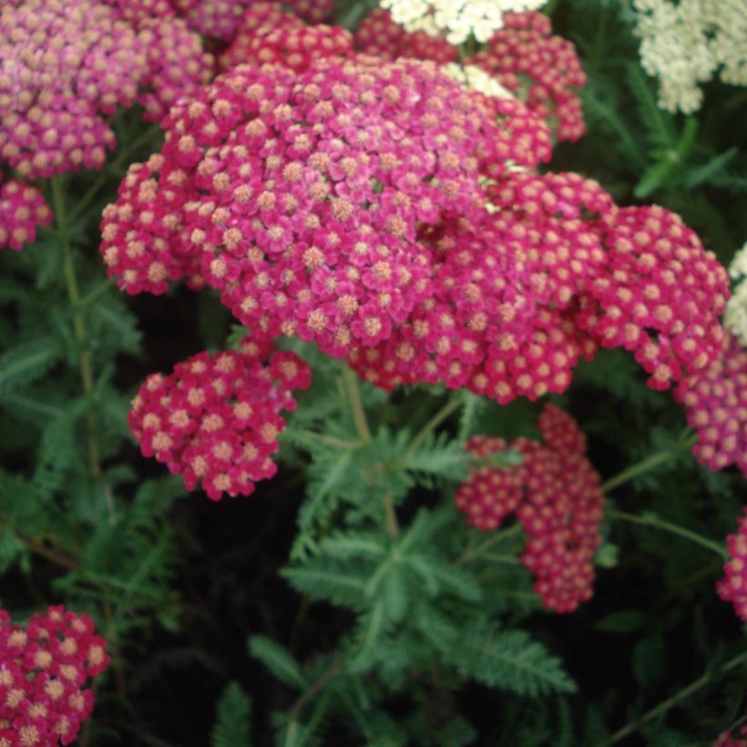 Achillea millefolium Red Velvet (Flowering)