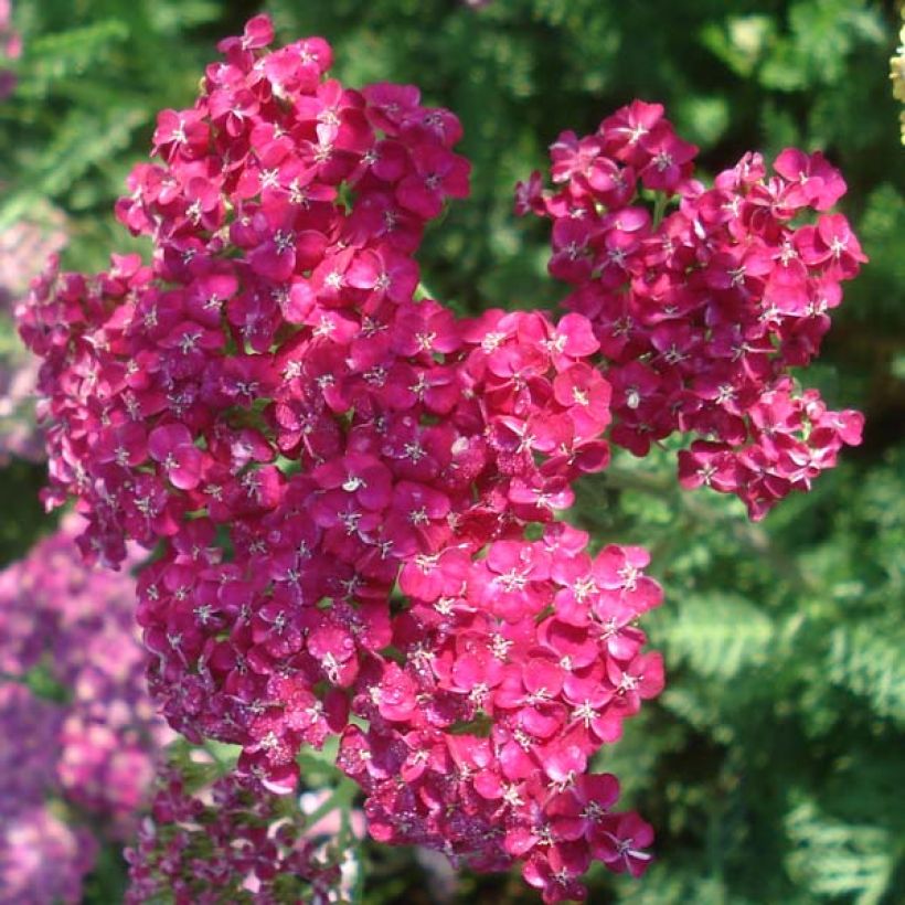 Achillea millefolium Saucy Seduction (Flowering)