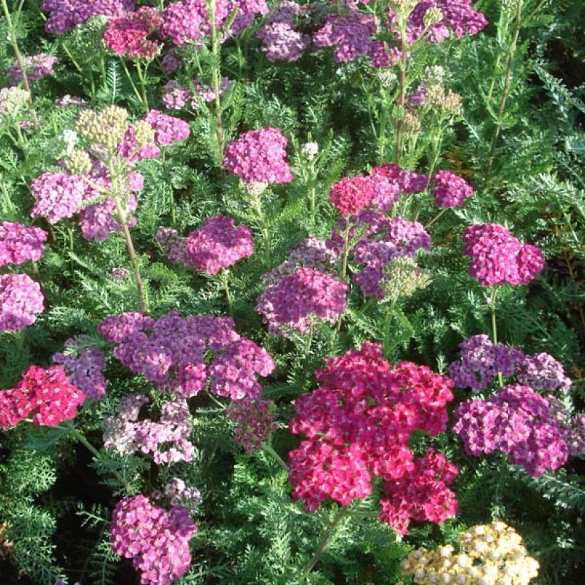 Achillea millefolium Saucy Seduction (Plant habit)