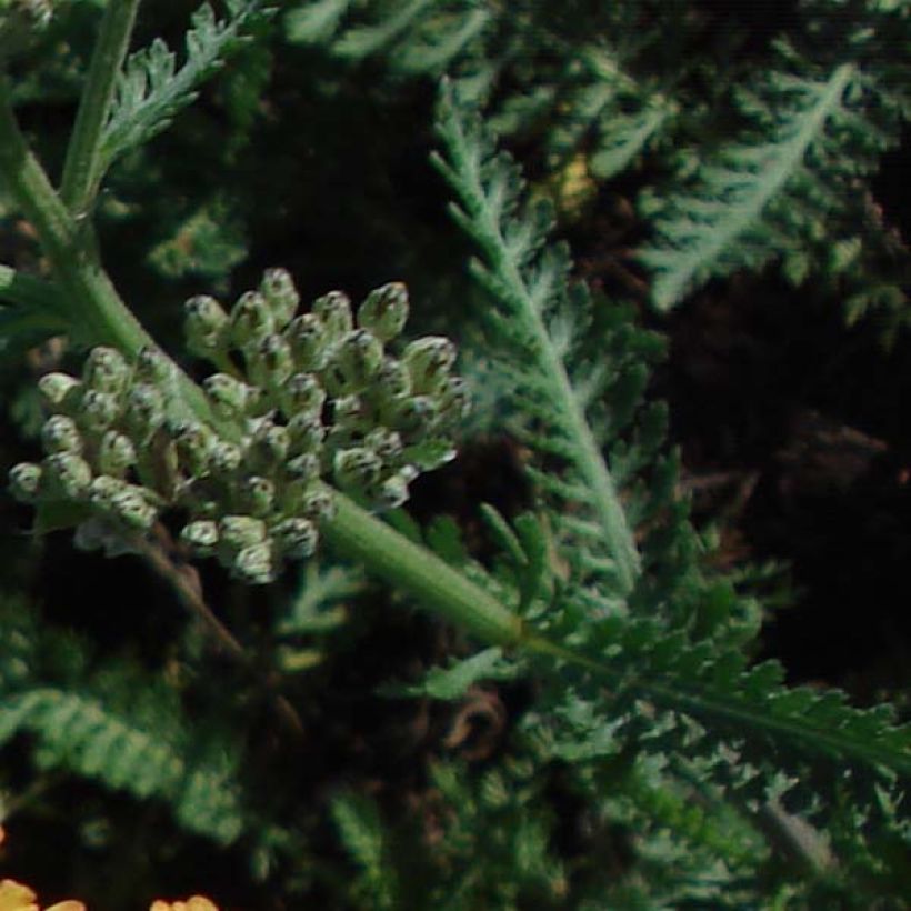 Achillea millefolium Summerwine (Foliage)