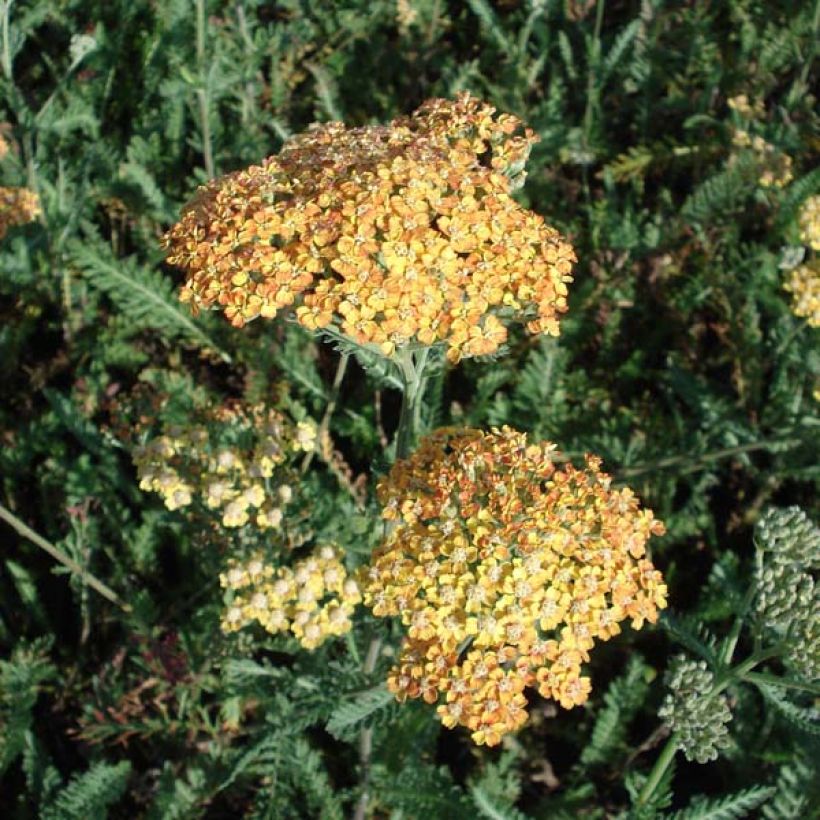 Achillea millefolium Summerwine (Plant habit)