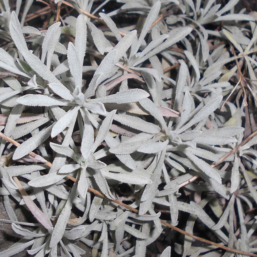 Achillea ageratifolia (Foliage)