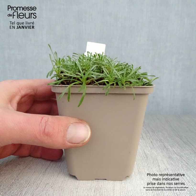 Achillea ageratifolia 8/9 cm pot sample as delivered in winter