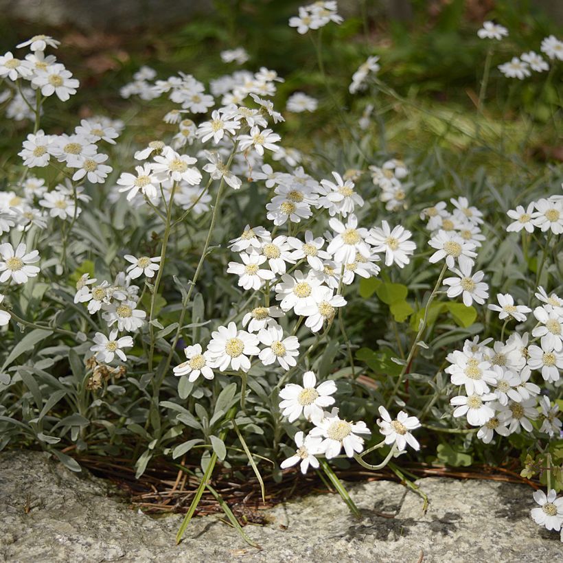 Achillea ageratifolia (Plant habit)